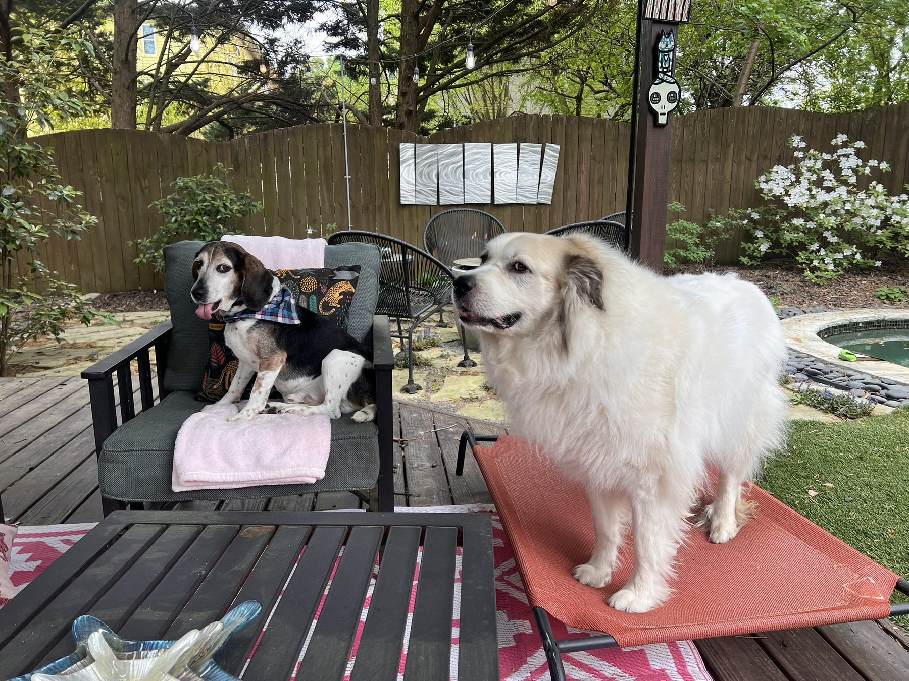 Two dogs on a backyard deck: a beagle in a plaid bandana on a patio chair and a big fluffy white dog standing on a raised bed